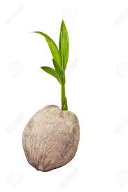 Coconut Seed